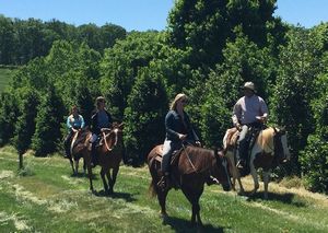 Market at Grelen horseback riding